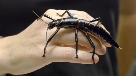 Rarest insect in the world now on display at San Diego Zoo